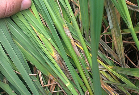 Как выбрать лучшее удобрение для Paddy Crop?