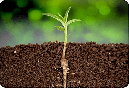 Био стимулятор для растений: зеленая революция современного сельского хозяйства