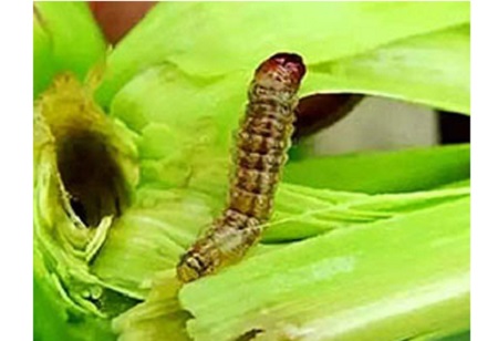 Как правильно использовать эмамектин бензоат 5?