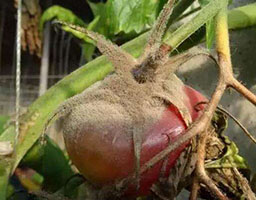 Tomato leaf mold