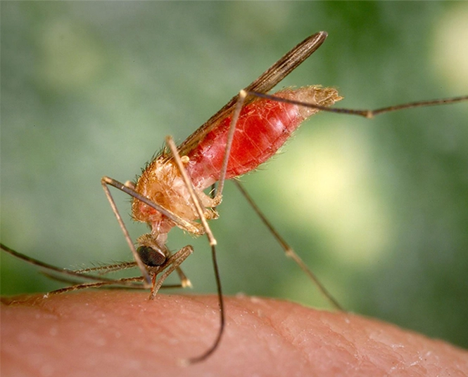 Инсектицид от комаров