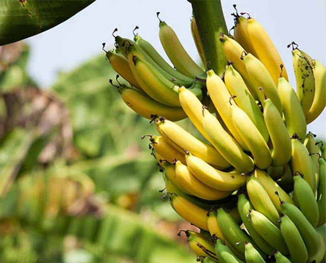 Инсектицид для банана