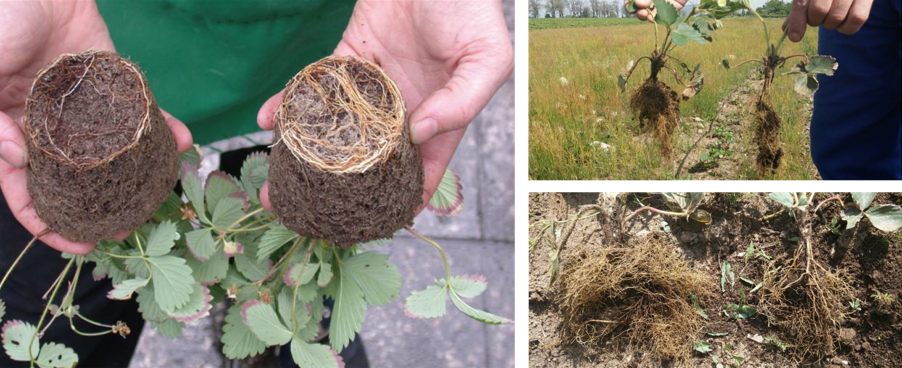 Arpha Gold<ALIMT >&reg;</ALIMT> – Utilizing Beneficial Fungi for Sustainable Farming