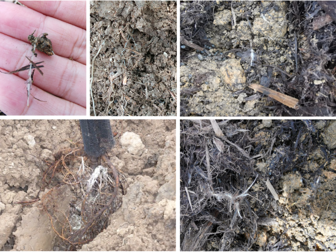 Arpha Gold<ALIMT >&reg;</ALIMT> – Utilizing BenefiCial Грибы для устойчивого земледелия 