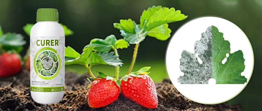 Check out CHICO Biological Products and Application Methods 15.jpg Check out CHICO Biological Products and Application Methods 15.jpg