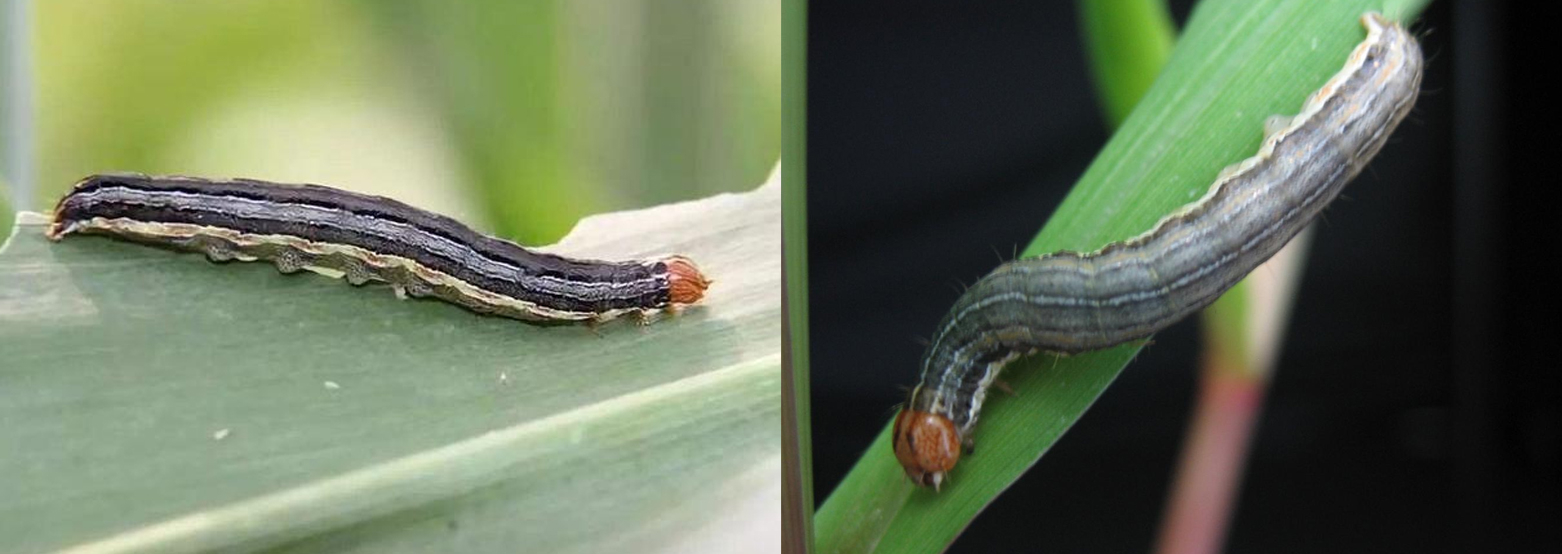 玉米黏虫.jpg 玉米黏虫.jpg