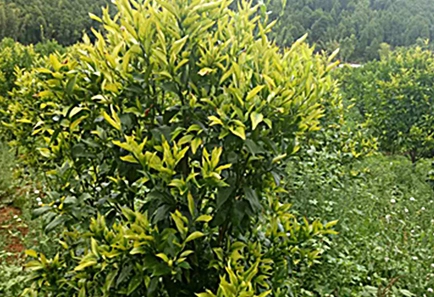 Глобальная цитрусовая промышленность перед болезнями и климатическими вызовами