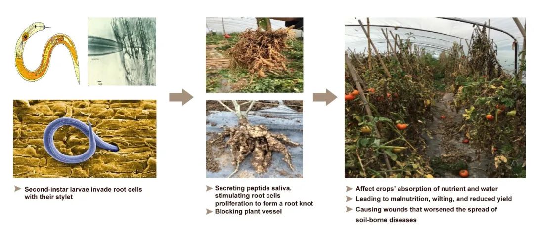 bio-cut-exclusive-biological-solution-for-nematode-control_01.jpg bio-cut-exclusive-biological-solution-for-nematode-control_01.jpg