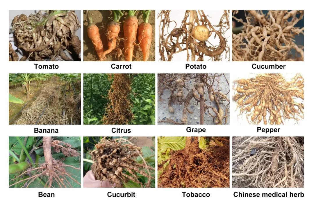 bio-cut-exclusive-biological-solution-for-nematode-control_05.jpg bio-cut-exclusive-biological-solution-for-nematode-control_05.jpg