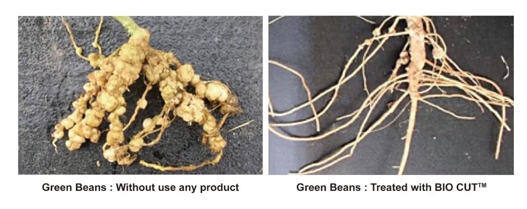 bio-cut-exclusive-biological-solution-for-nematode-control_06.jpg bio-cut-exclusive-biological-solution-for-nematode-control_06.jpg