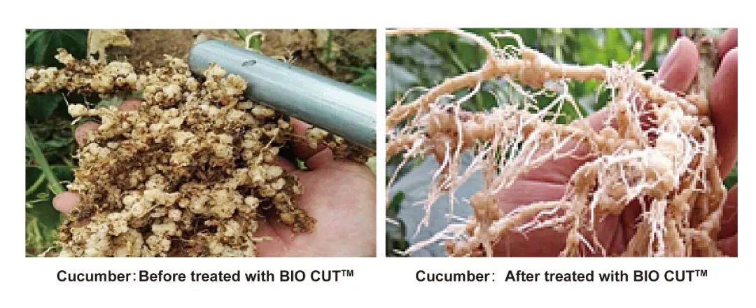 bio-cut-exclusive-biological-solution-for-nematode-control_07.jpg bio-cut-exclusive-biological-solution-for-nematode-control_07.jpg