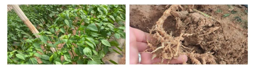 bio-cut-exclusive-biological-solution-for-nematode-control_08.jpg bio-cut-exclusive-biological-solution-for-nematode-control_08.jpg