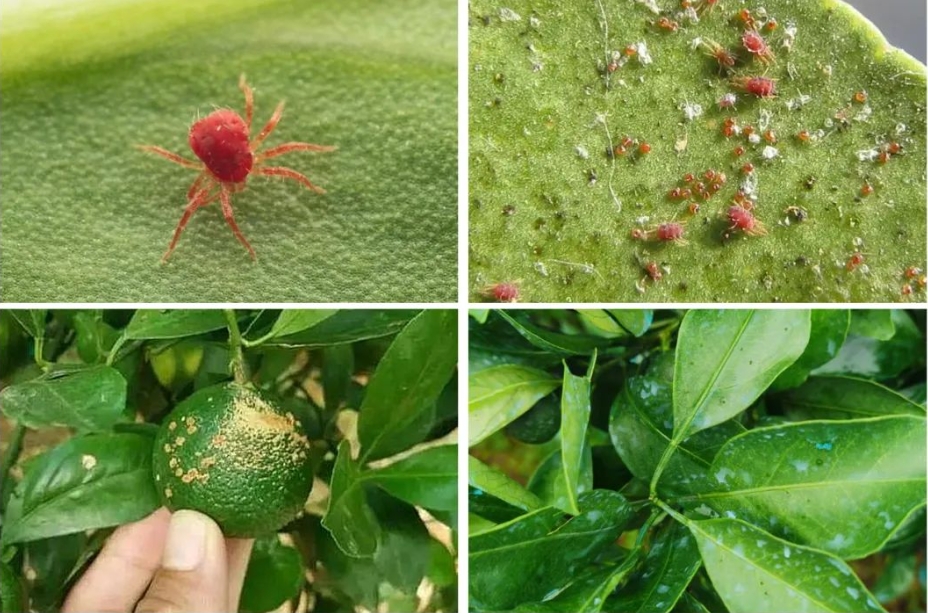 How_to_control_citrus_red_spider_mites_scientifically_01.jpg How_to_control_citrus_red_spider_mites_scientifically_01.jpg