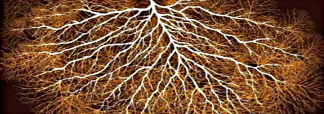 arphagold-application-guideline-for-rice-corn-cassava-potato-and-sugarcane-01.jpg arphagold-application-guideline-for-rice-corn-cassava-potato-and-sugarcane-01.jpg