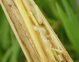 Rice stem borer